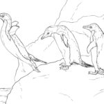 Raskrasil.com-Coloring-Pages-Arctic-Animals-47