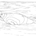 Raskrasil.com-Coloring-Pages-Arctic-Animals-48