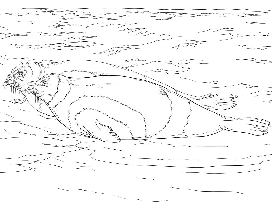 Raskrasil.com-Coloring-Pages-Arctic-Animals-48