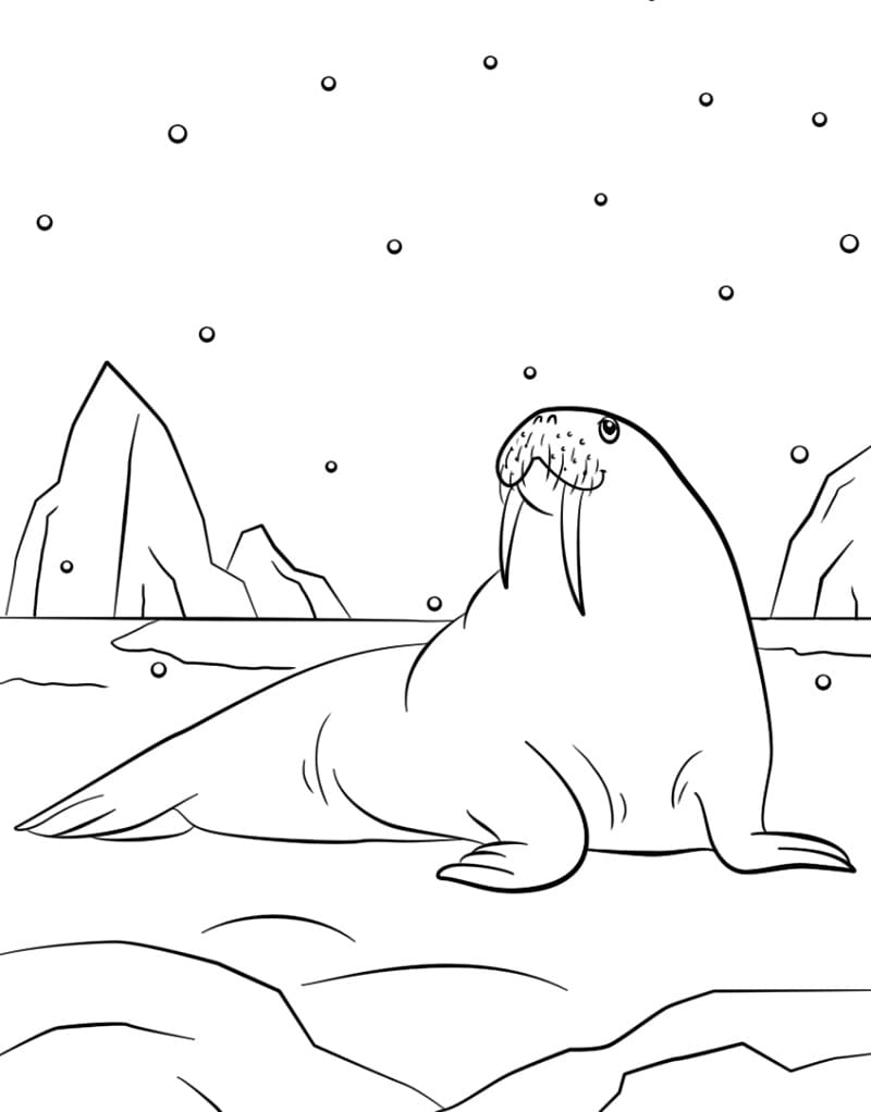 Raskrasil.com-Coloring-Pages-Arctic-Animals-50