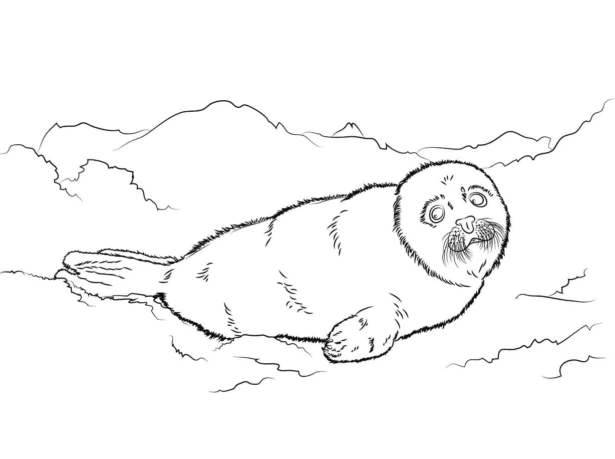 Raskrasil.com-Coloring-Pages-Arctic-Animals-52