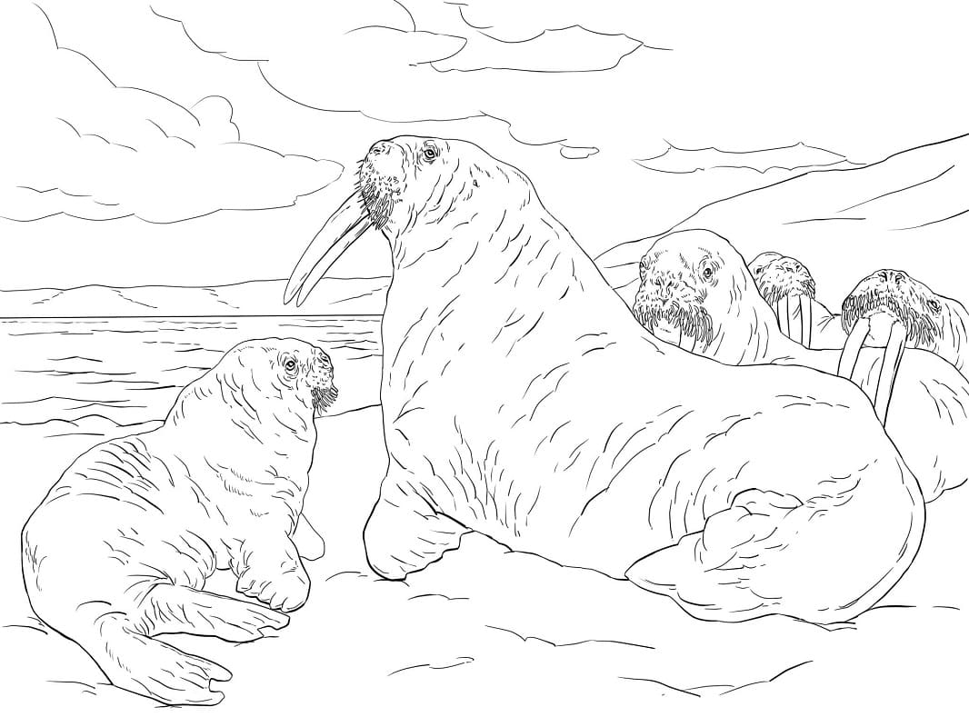 Raskrasil.com-Coloring-Pages-Arctic-Animals-58