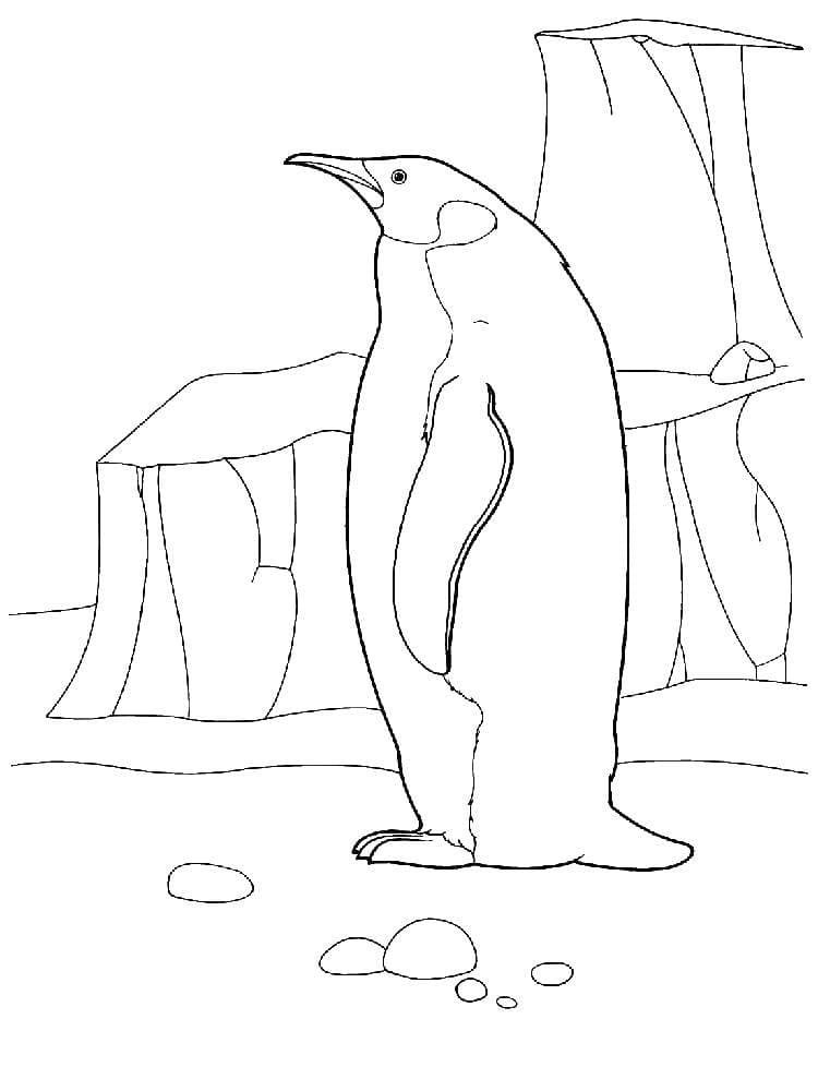 Raskrasil.com-Coloring-Pages-Arctic-Animals-72