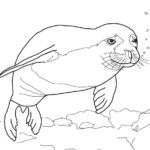 Raskrasil.com-Coloring-Pages-Arctic-Animals-73