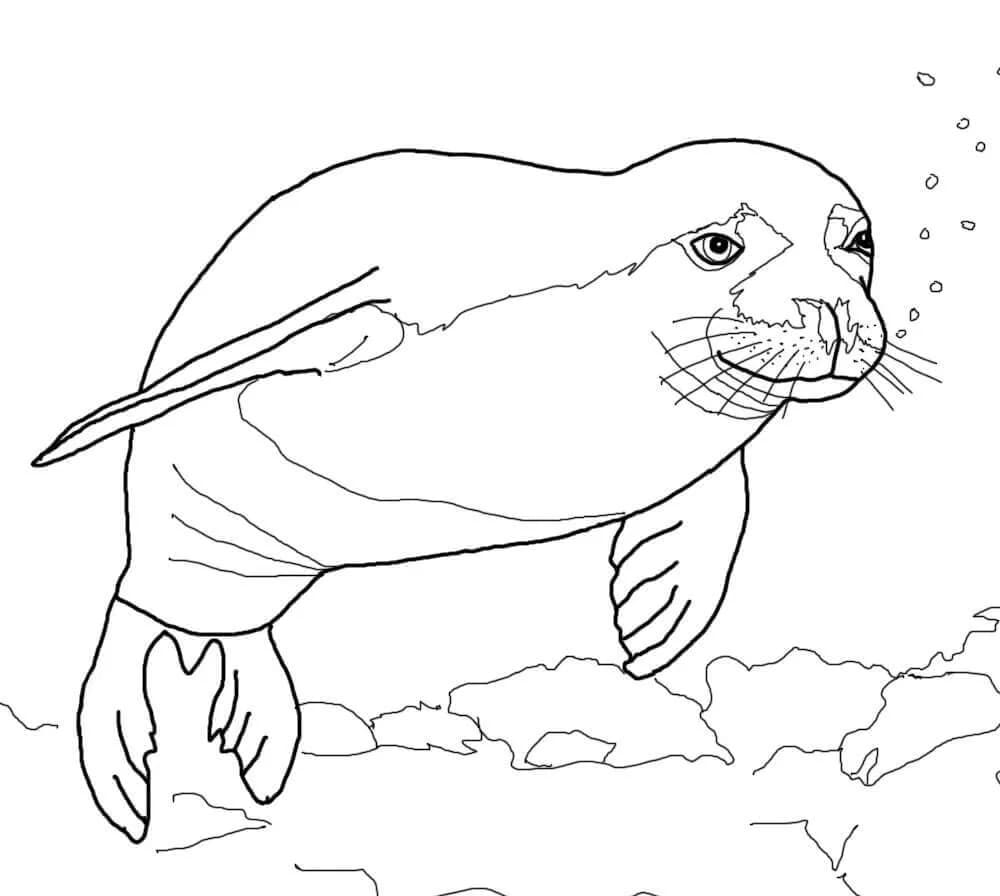Raskrasil.com-Coloring-Pages-Arctic-Animals-73