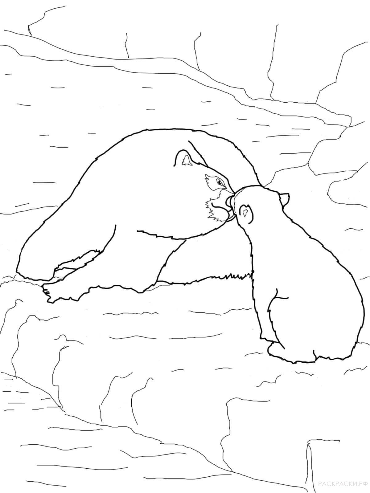 Raskrasil.com-Coloring-Pages-Arctic-Animals-75