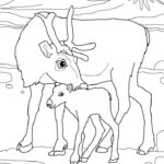 Raskrasil.com-Coloring-Pages-Arctic-Animals-80