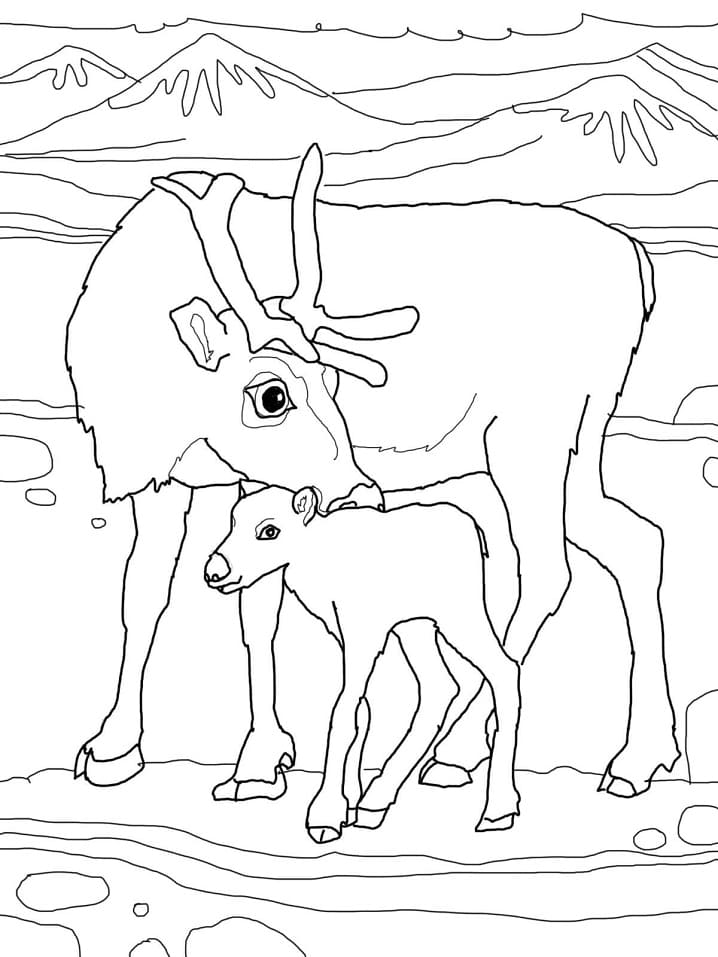 Raskrasil.com-Coloring-Pages-Arctic-Animals-80