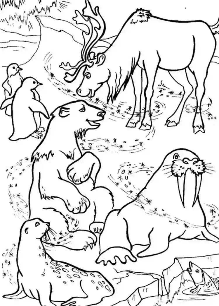 Raskrasil.com-Coloring-Pages-Arctic-Animals-82