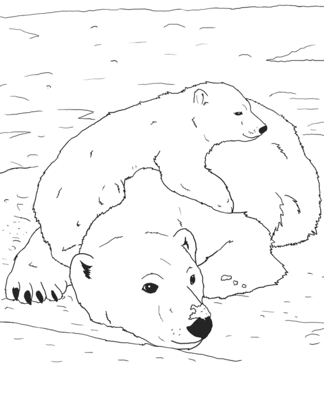 Raskrasil.com-Coloring-Pages-Arctic-Animals-93