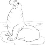 Raskrasil.com-Coloring-Pages-Arctic-Animals-95