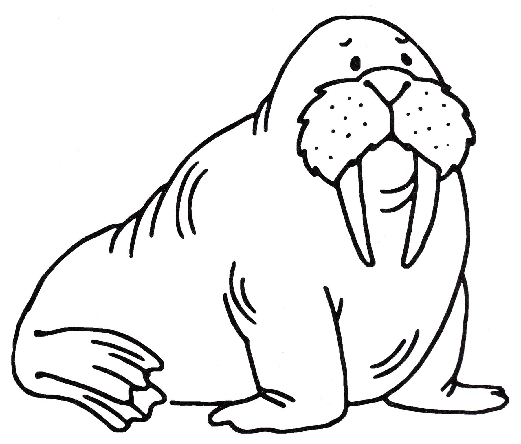 Raskrasil.com-Coloring-Pages-Arctic-Animals-97