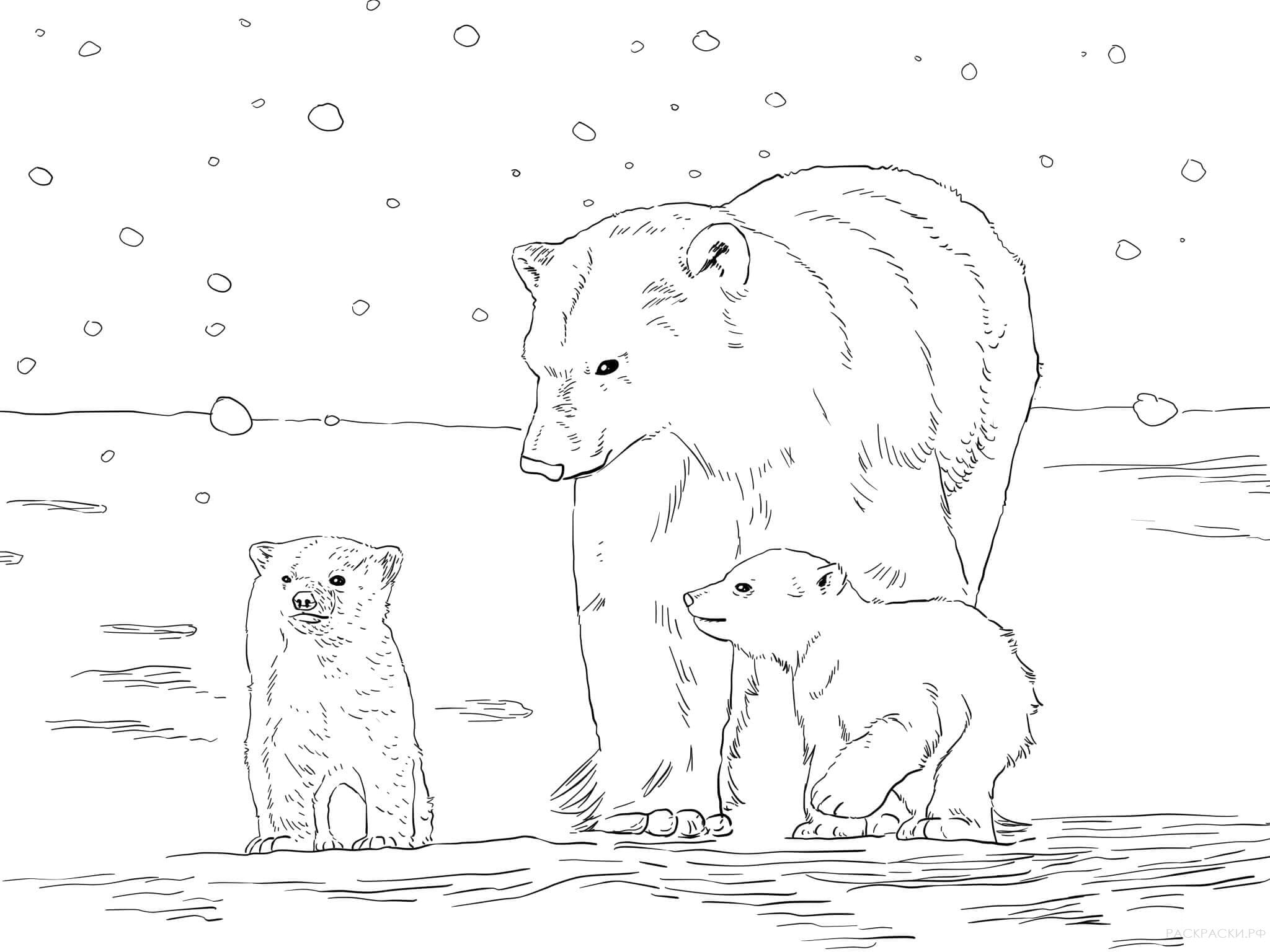 Raskrasil.com-Coloring-Pages-Arctic-Animals-98