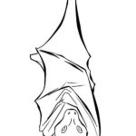 Raskrasil.com-Coloring-Pages-Bat-19