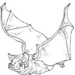 Raskrasil.com-Coloring-Pages-Bat-28
