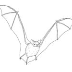 Raskrasil.com-Coloring-Pages-Bat-31