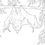 Raskrasil.com-Coloring-Pages-Bat-80