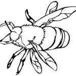 Raskrasil.com-Coloring-Pages-Bee-22