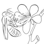 Raskrasil.com-Coloring-Pages-Bee-81