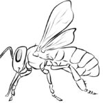Raskrasil.com-Coloring-Pages-Bee-9