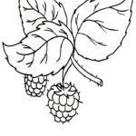 Raskrasil.com-Coloring-Pages-Berries-101