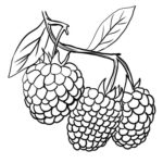 Raskrasil.com-Coloring-Pages-Berries-12