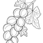Raskrasil.com-Coloring-Pages-Berries-15