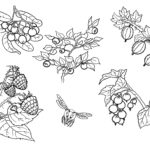 Raskrasil.com-Coloring-Pages-Berries-18