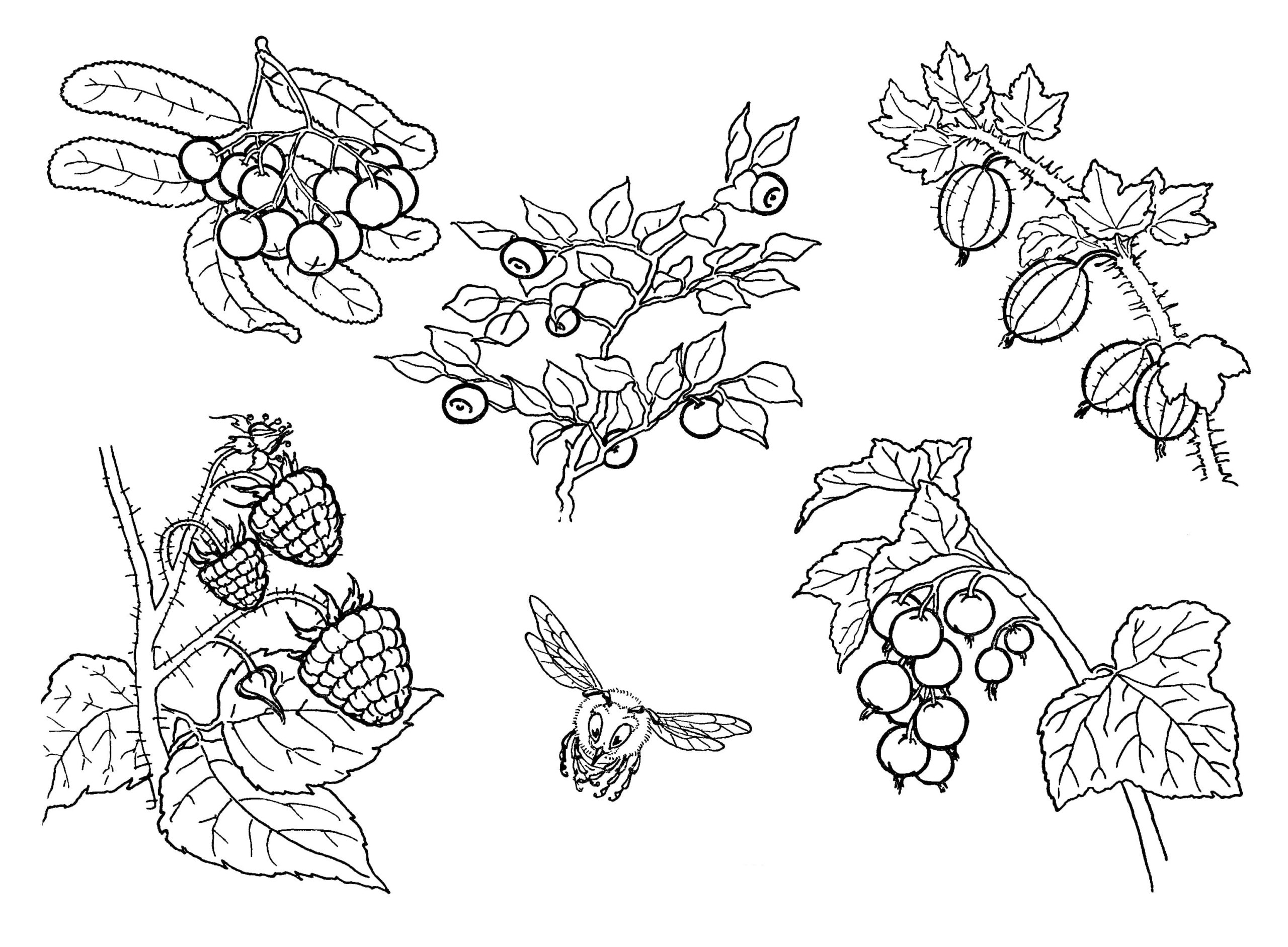 Raskrasil.com-Coloring-Pages-Berries-18
