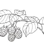 Raskrasil.com-Coloring-Pages-Berries-19