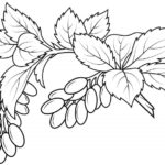 Raskrasil.com-Coloring-Pages-Berries-21