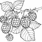 Raskrasil.com-Coloring-Pages-Berries-23