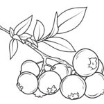 Raskrasil.com-Coloring-Pages-Berries-24