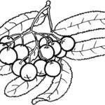Raskrasil.com-Coloring-Pages-Berries-25