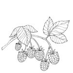 Raskrasil.com-Coloring-Pages-Berries-26