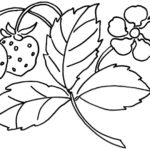 Raskrasil.com-Coloring-Pages-Berries-27
