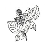 Raskrasil.com-Coloring-Pages-Berries-28