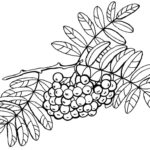 Raskrasil.com-Coloring-Pages-Berries-33