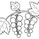 Raskrasil.com-Coloring-Pages-Berries-34