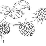 Raskrasil.com-Coloring-Pages-Berries-40