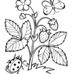 Raskrasil.com-Coloring-Pages-Berries-41
