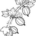 Raskrasil.com-Coloring-Pages-Berries-43