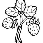 Raskrasil.com-Coloring-Pages-Berries-47