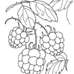 Raskrasil.com-Coloring-Pages-Berries-49