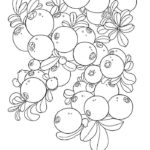 Raskrasil.com-Coloring-Pages-Berries-50