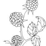 Raskrasil.com-Coloring-Pages-Berries-58