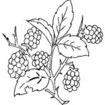 Raskrasil.com-Coloring-Pages-Berries-59