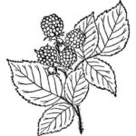 Raskrasil.com-Coloring-Pages-Berries-60