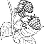 Raskrasil.com-Coloring-Pages-Berries-62