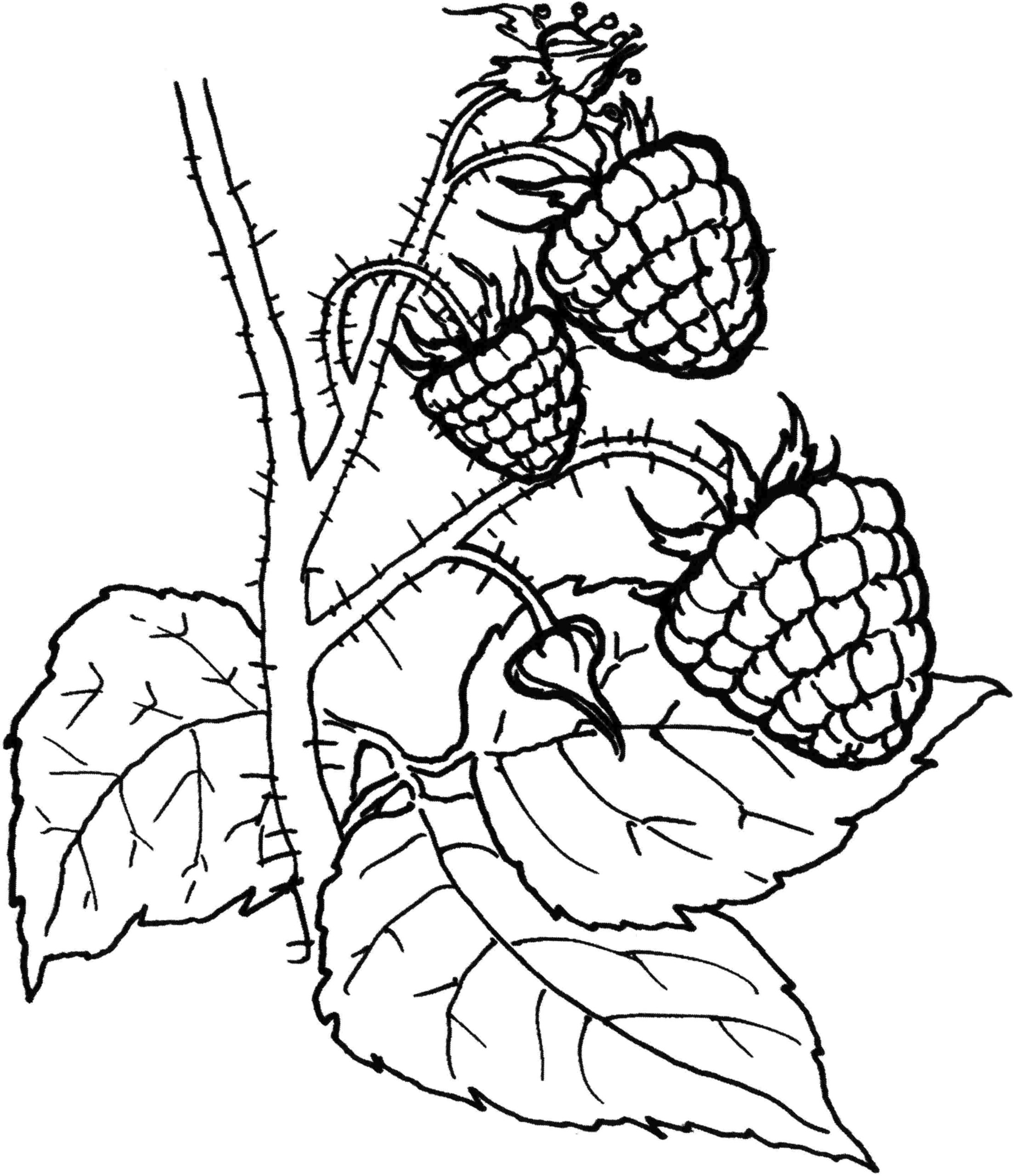 Raskrasil.com-Coloring-Pages-Berries-62